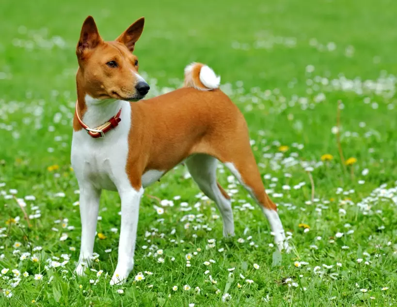 training a Basenji training a Basenji