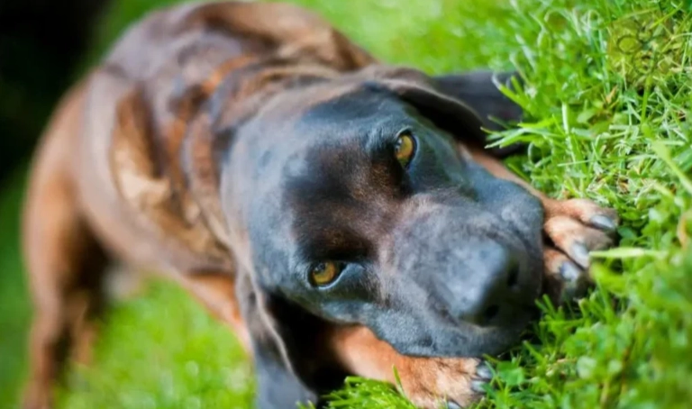are Bavarian Mountain Hounds healthy