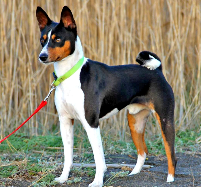 Basenji dog care