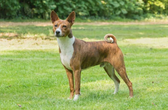 Basenji house dog