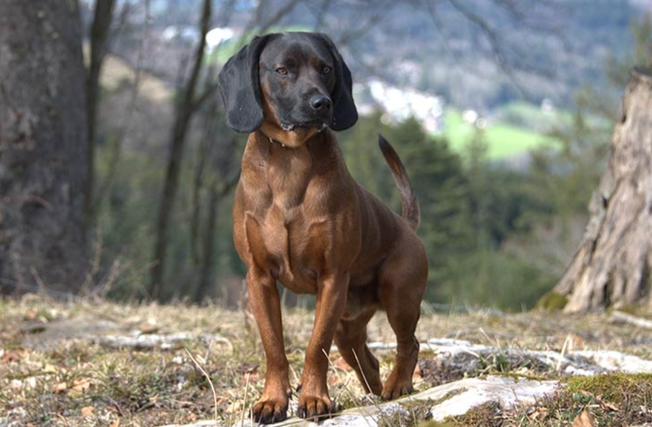 Bavarian Mountain Hound behavior