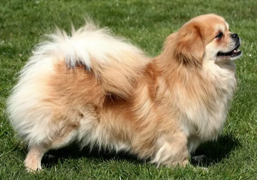 Tibetan Spaniel care Tibetan Spaniel care
