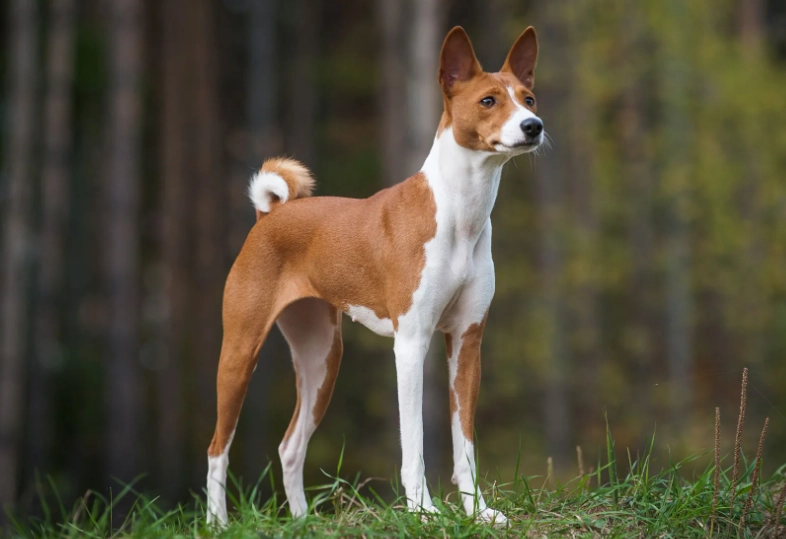 quiet dog breed quiet dog breed