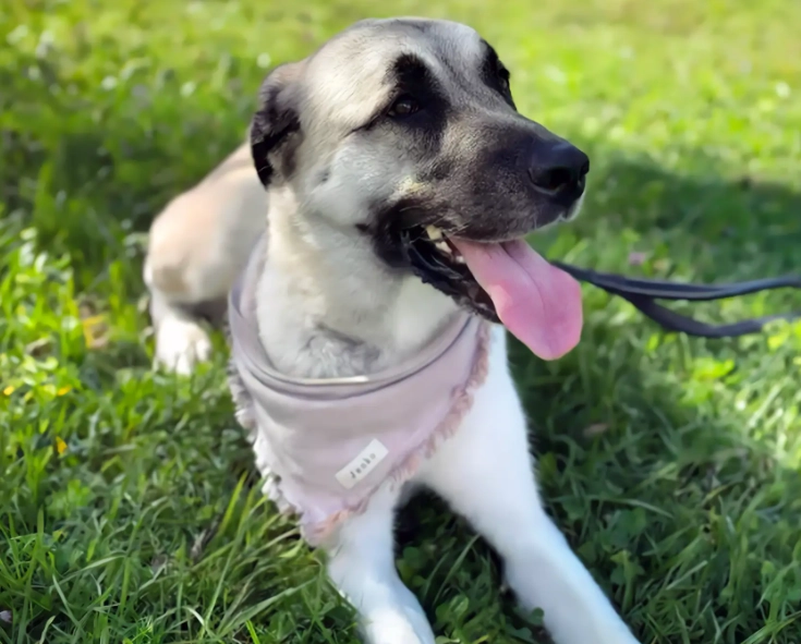 training an Anatolian Shepherd
