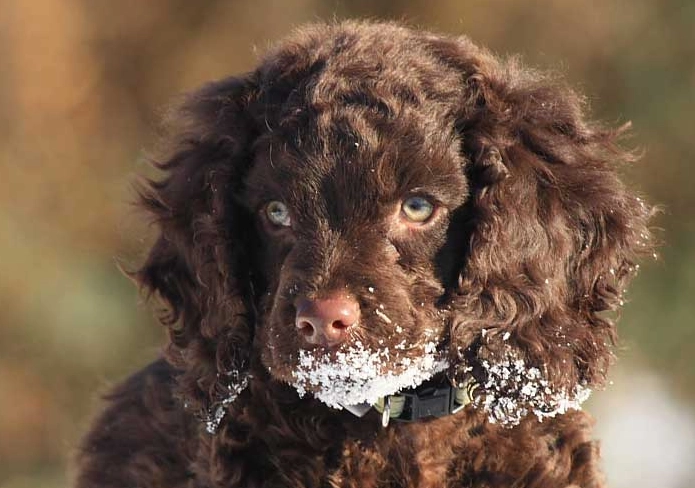 are American Water Spaniels good family dogs