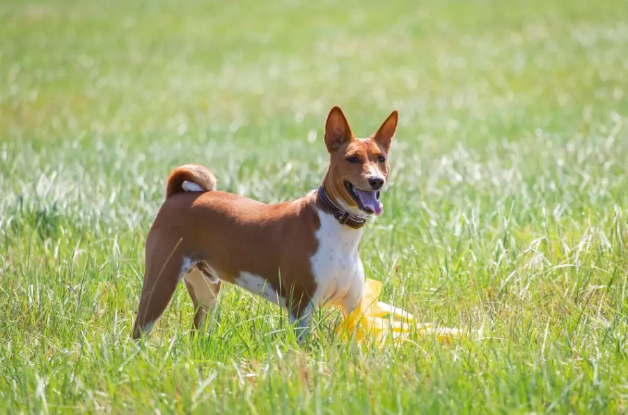 basenji breed cons