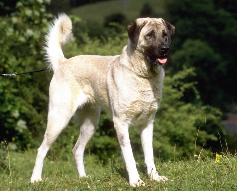 are Anatolian Shepherds good family dogs
