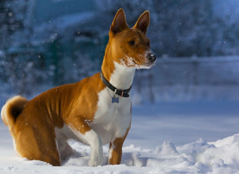 basenji breed cons