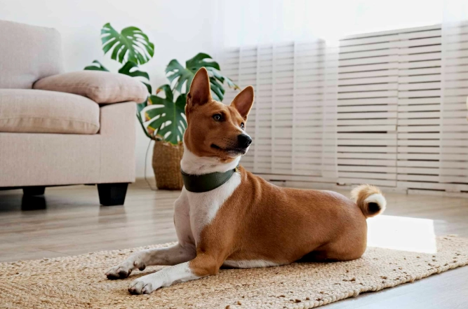 Basenji temperament