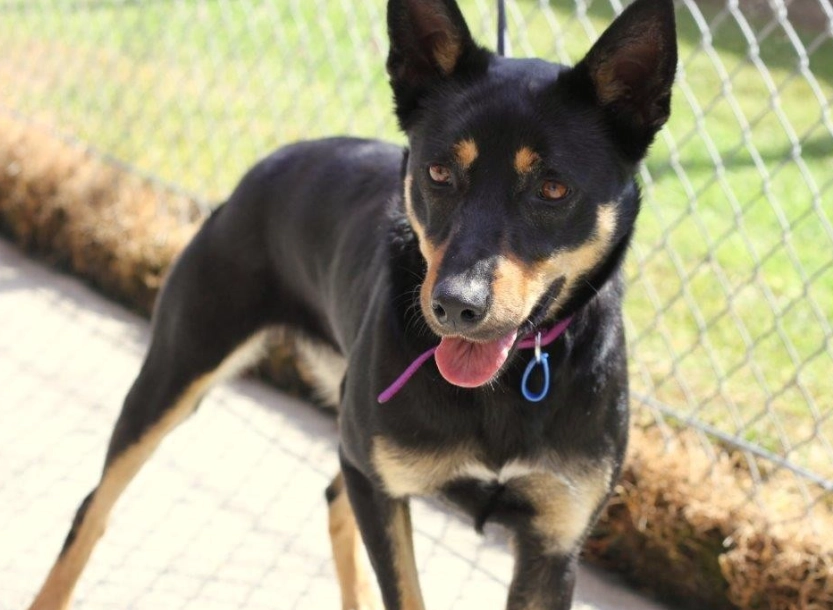 adopting Kelpie mix