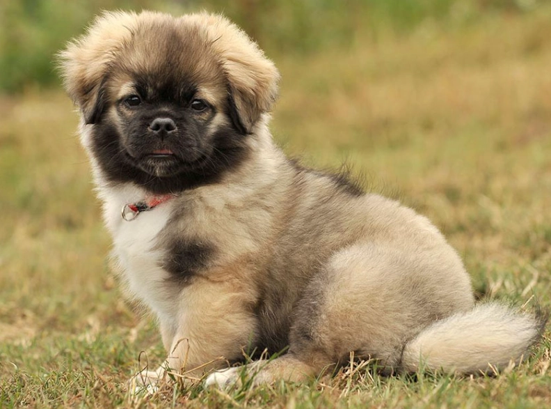 Tibetan Spaniel breed Tibetan Spaniel breed