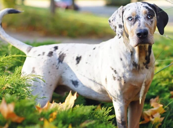 Catahoula Leopard Dog