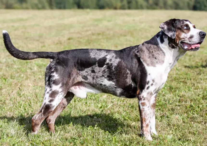 Is an American Leopard Hound the same as a Catahoula?