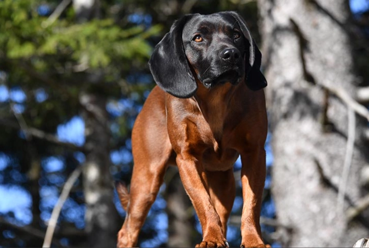 Bavarian Mountain Hound temperament
