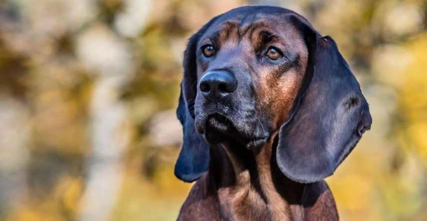 are Bavarian Mountain Hounds healthy