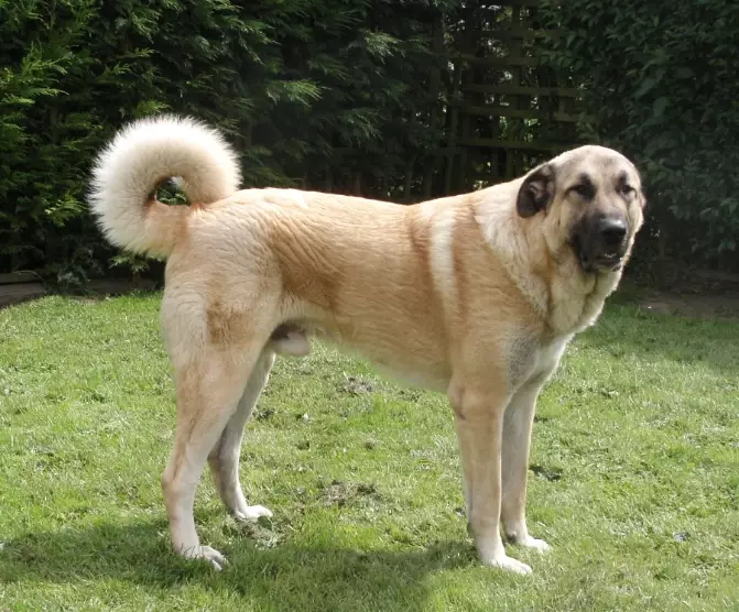 training an Anatolian Shepherd
