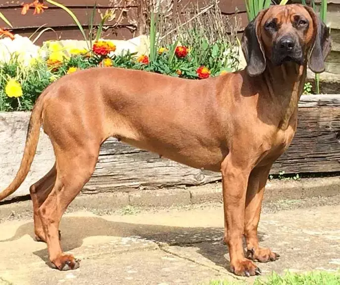 Bavarian Mountain Hound family pet
