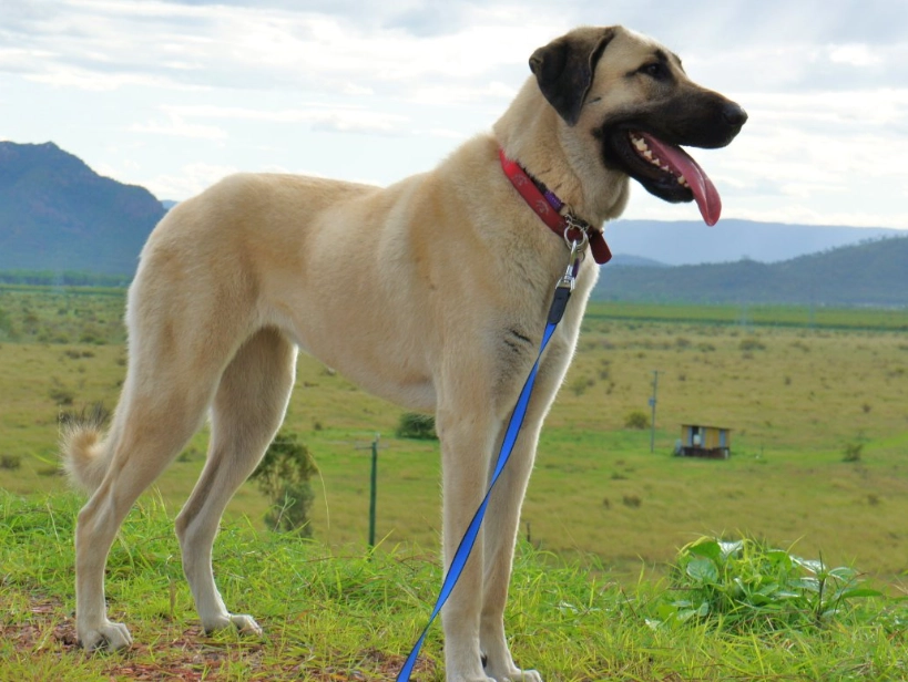 Anatolian Shepherd vs Kangal