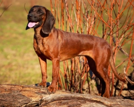 Bavarian Mountain Hound family pet