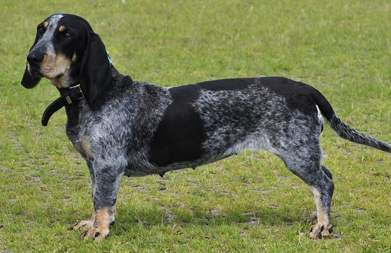 What is the difference between a Basset Hound and a Basset Bleu de Gascogne?