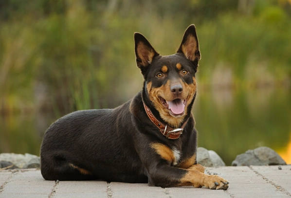 Australian Kelpie behavior