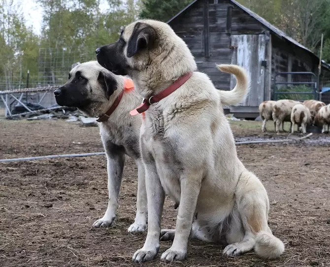 Anatolian Shepherd Dog breed information