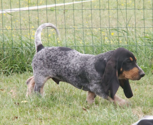rare basset hound breeds