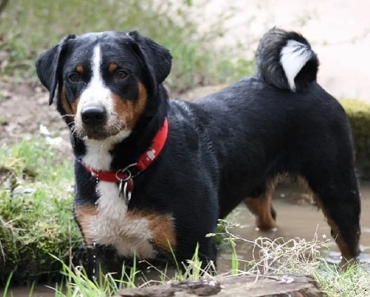 Appenzeller Sennenhund training