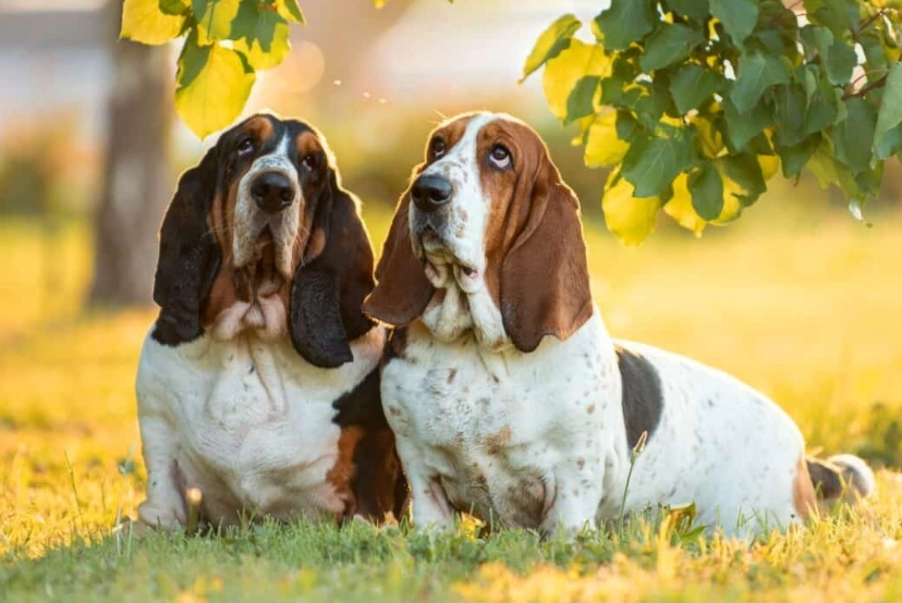 Basset Bleu de Gascogne