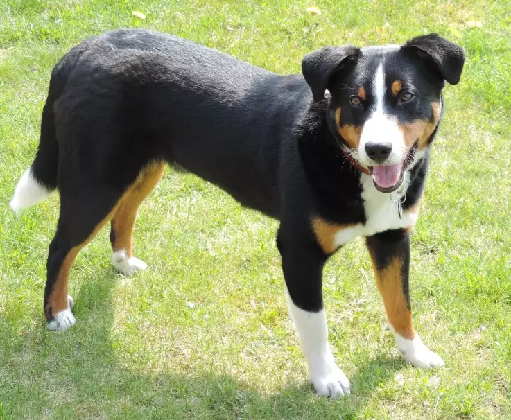 are Appenzeller Mountain Dogs aggressive