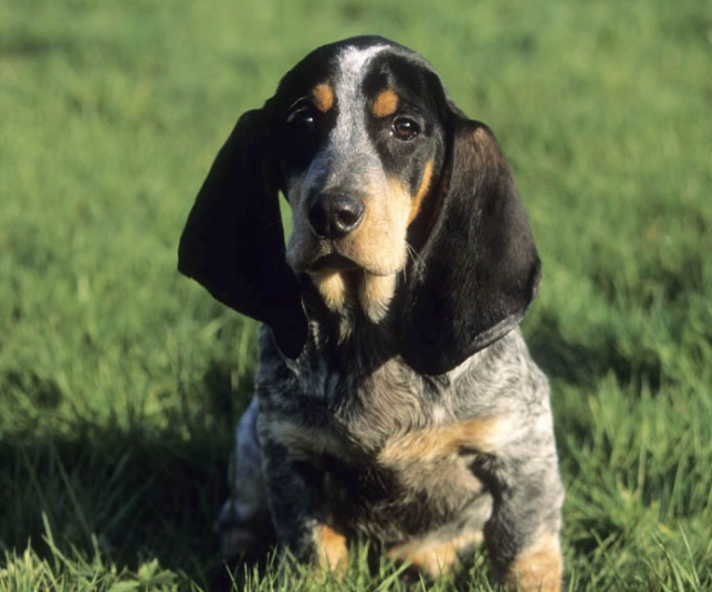 rare basset hound breeds