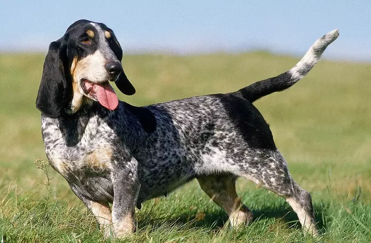Basset Bleu de Gascogne