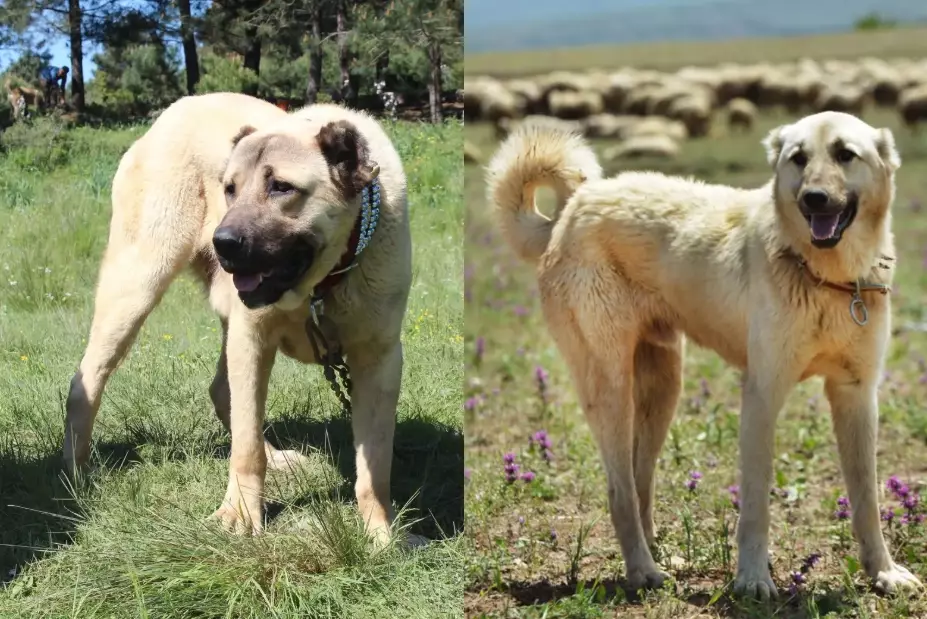 Kangal vs Anatolian Shepherd