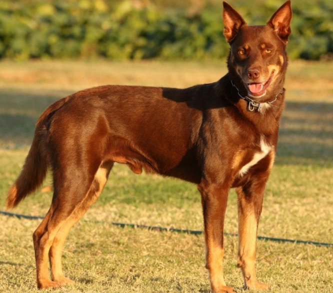 high energy herding dog