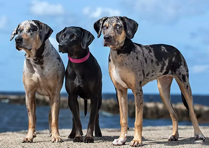 American Leopard Hound colors