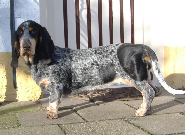 rare basset hound breeds