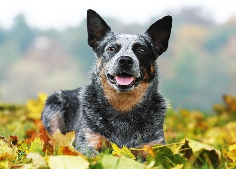Are Australian Cattle Dogs snuggly?
