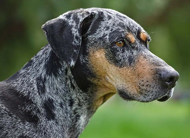 American Leopard Hound brindle