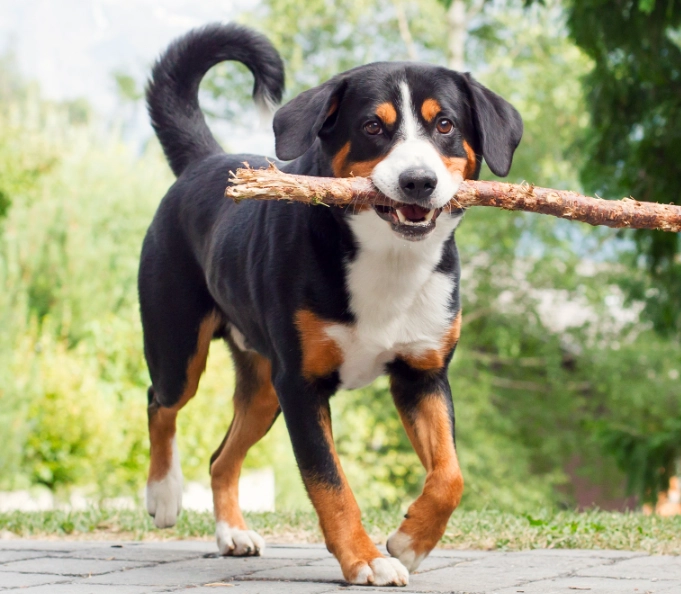 Are Appenzeller Sennenhunds aggressive?