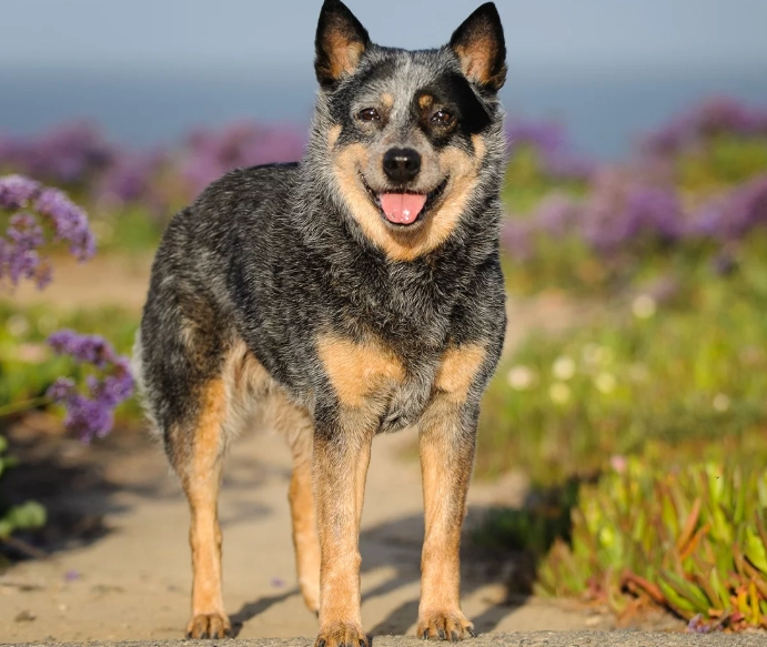are blue heelers affectionate