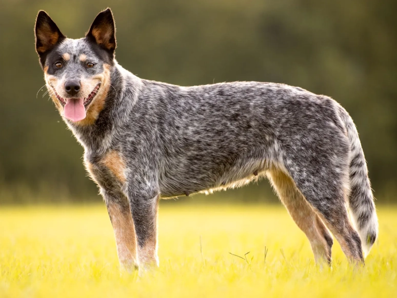 cattle dog temperament