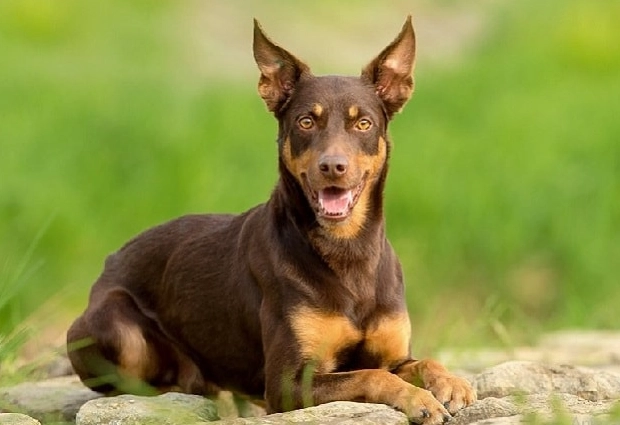 Kelpie dog temperament