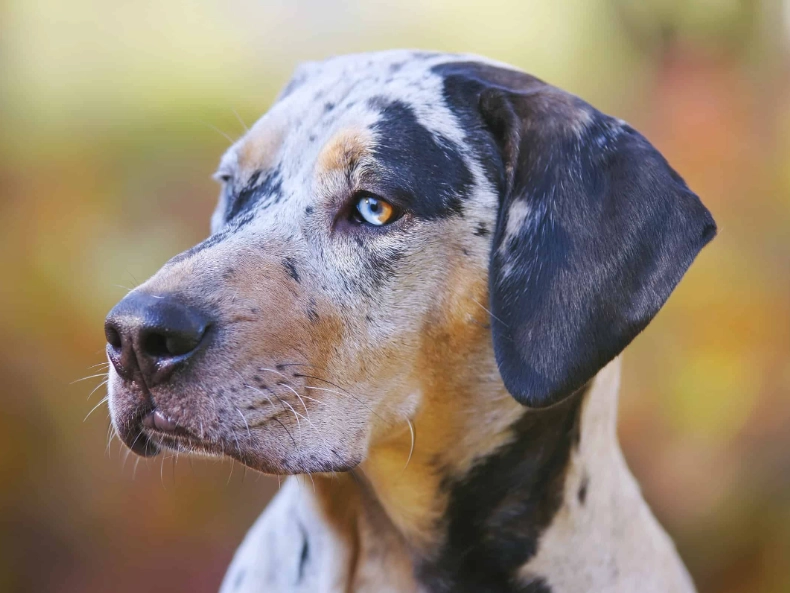 American Leopard Hound brindle