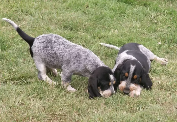 Bleu de Gascogne basset