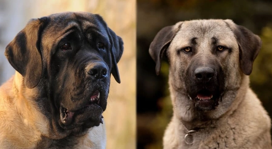 Kangal vs Anatolian Shepherd