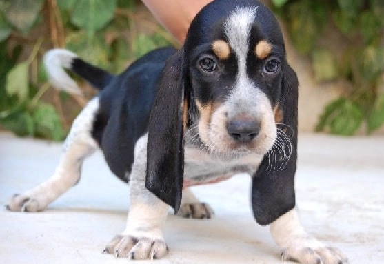 rare basset hound breeds