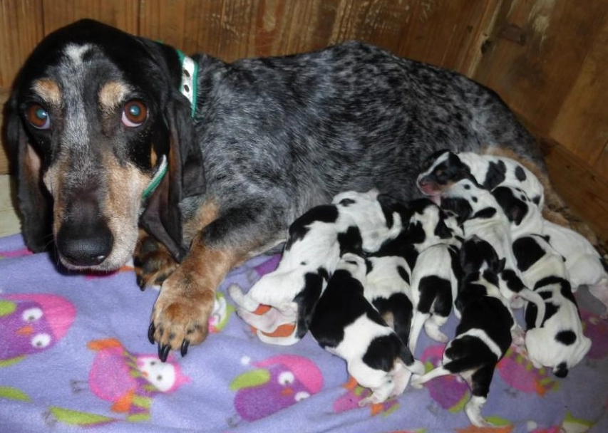 Bleu de Gascogne basset