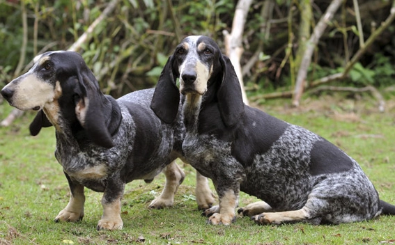 basset dog breeds comparison