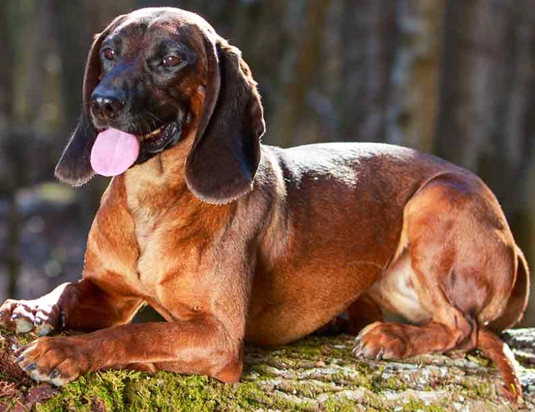 Bavarian Mountain Hound family pet
