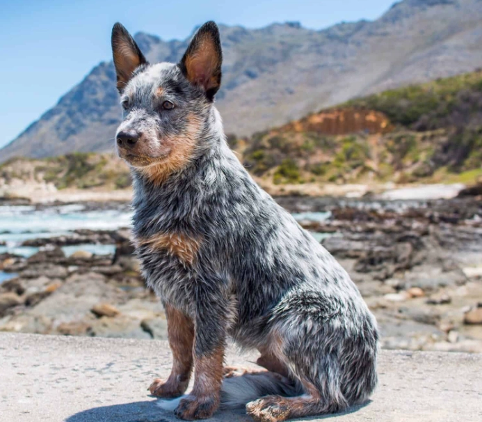 cattle dog temperament